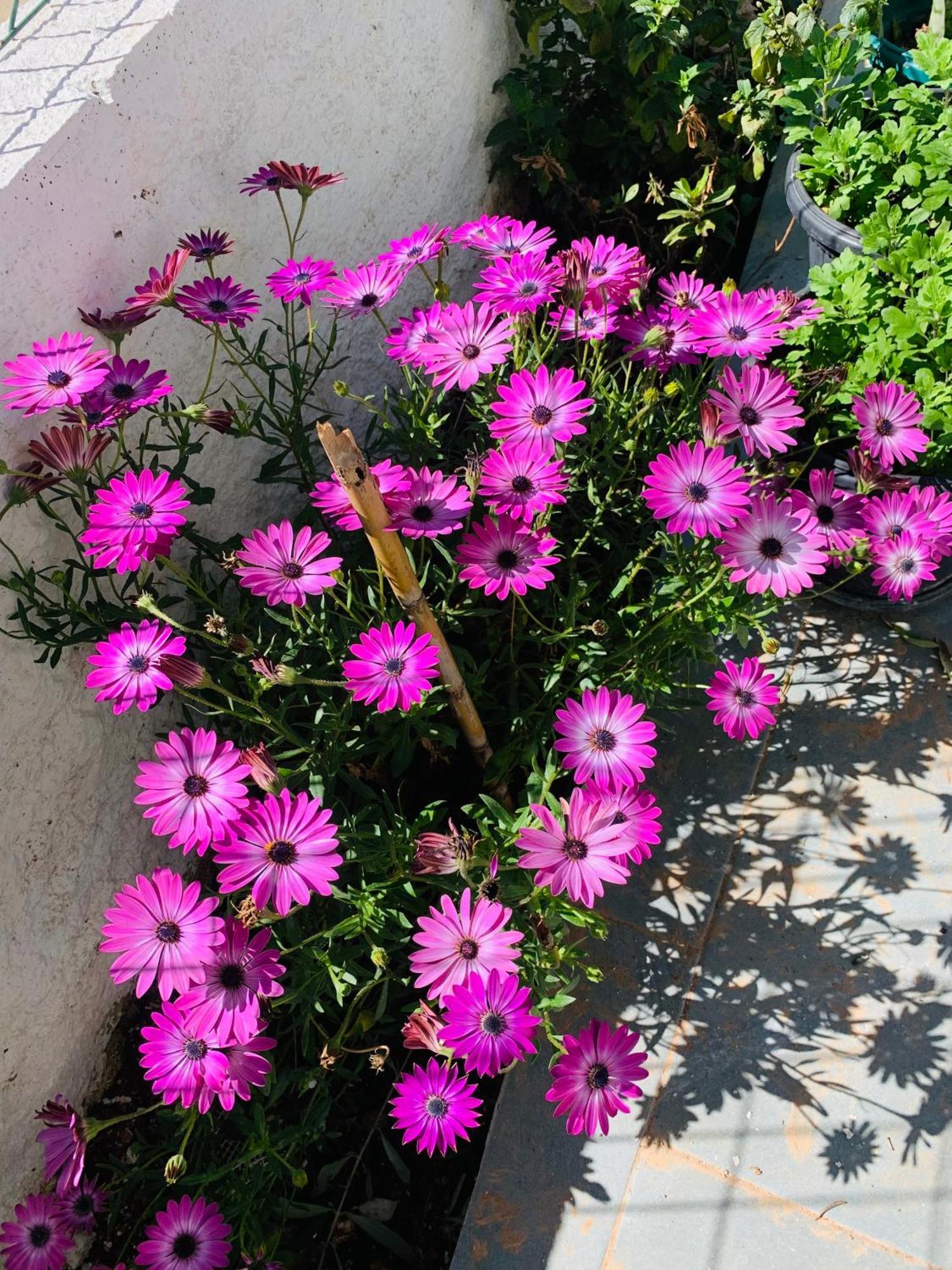 Central Garden Residence Sofia - Free Parking Εξαμίλιο Εξωτερικό φωτογραφία