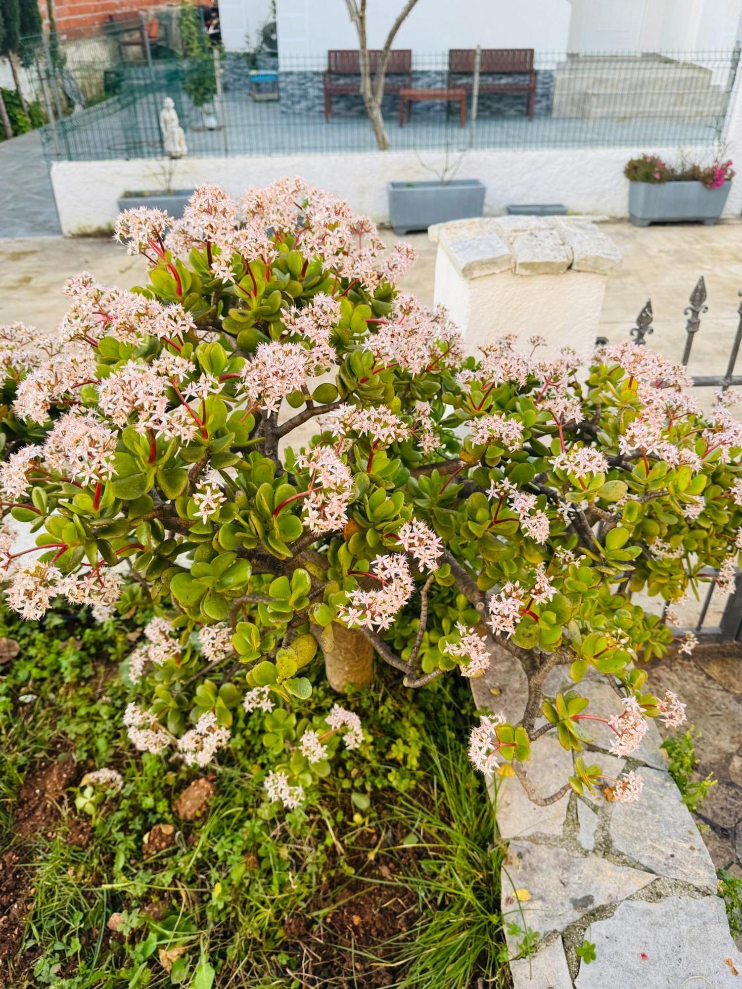 Central Garden Residence Sofia - Free Parking Εξαμίλιο Εξωτερικό φωτογραφία